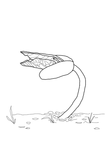 Bean Sprout Coloring Page